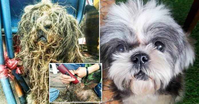 Abandoned dog with fur matted into dreadlocks gets look and new home