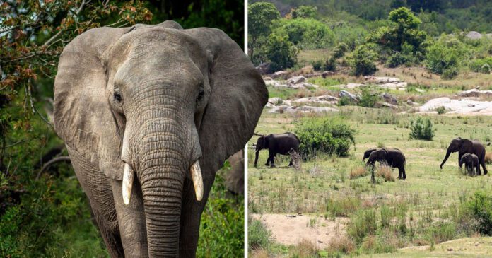 Kruger National Park: 'Poacher' trampled to death by elephants while fleeing rangers