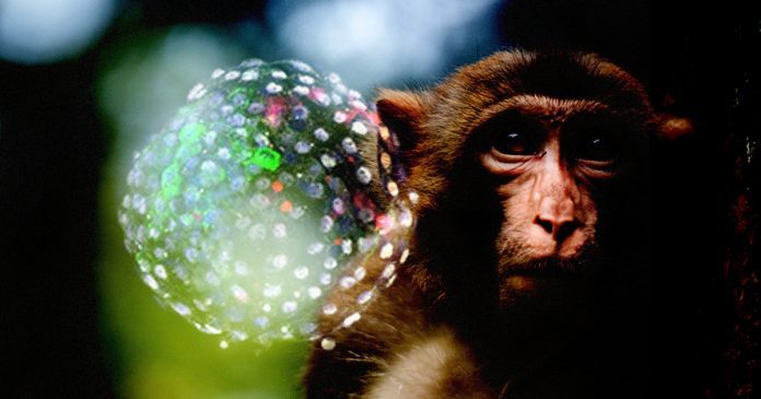 SHOCKING!!! Scientists Create HYBRID Human-Monkey Embryo in Lab!