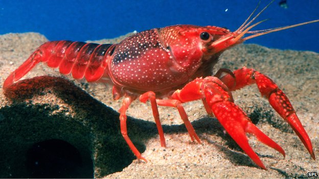Antidepressants in the Water Change Crayfish Behavior!