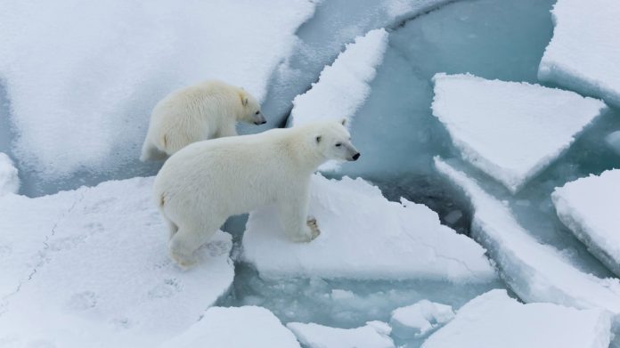 Arctic sea ice 'thinning up to twice as fast' as previously thought