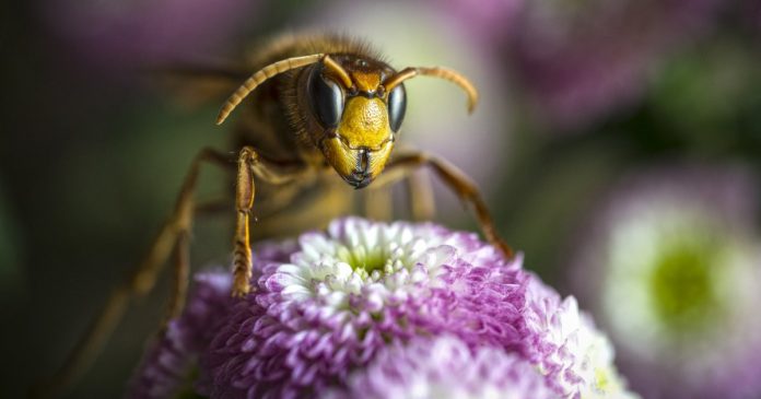 Asian hornet invasion heading to UK could hit record levels this year