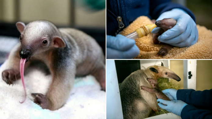 Baby tamandua takes first steps at zoo after respiratory disease