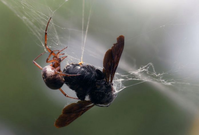 What are false widow spiders and what should you do if you're bitten?