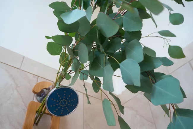 Have You Experienced The Magical Health Effects Of Eucalyptus Leaves In Shower?