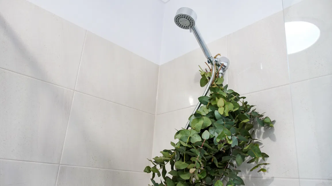 Have You Experienced The Magical Health Effects Of Eucalyptus Leaves In Shower?