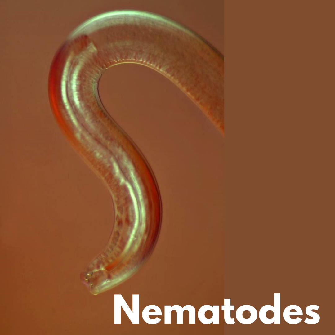 What Are Nematodes Used For