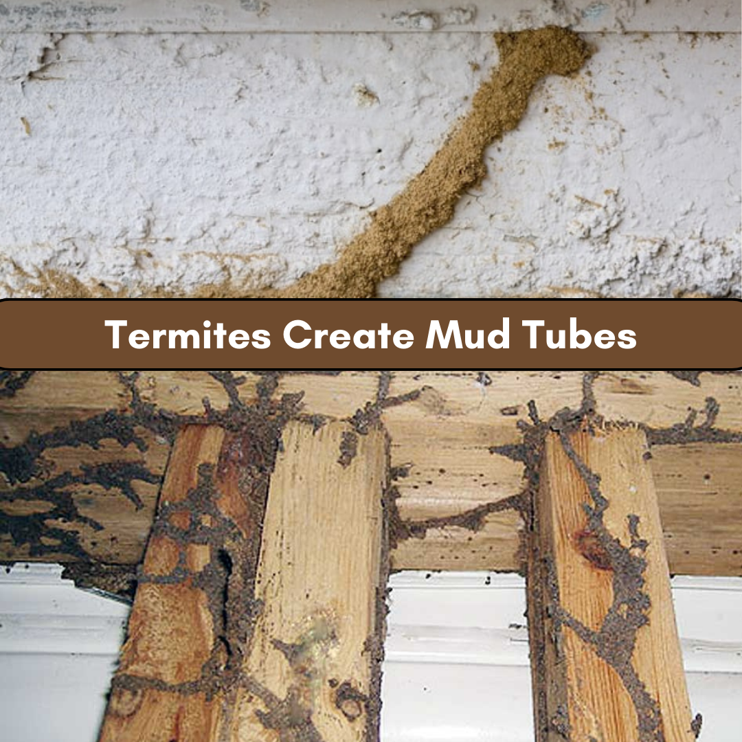 How Long Can Termites Live In Furniture