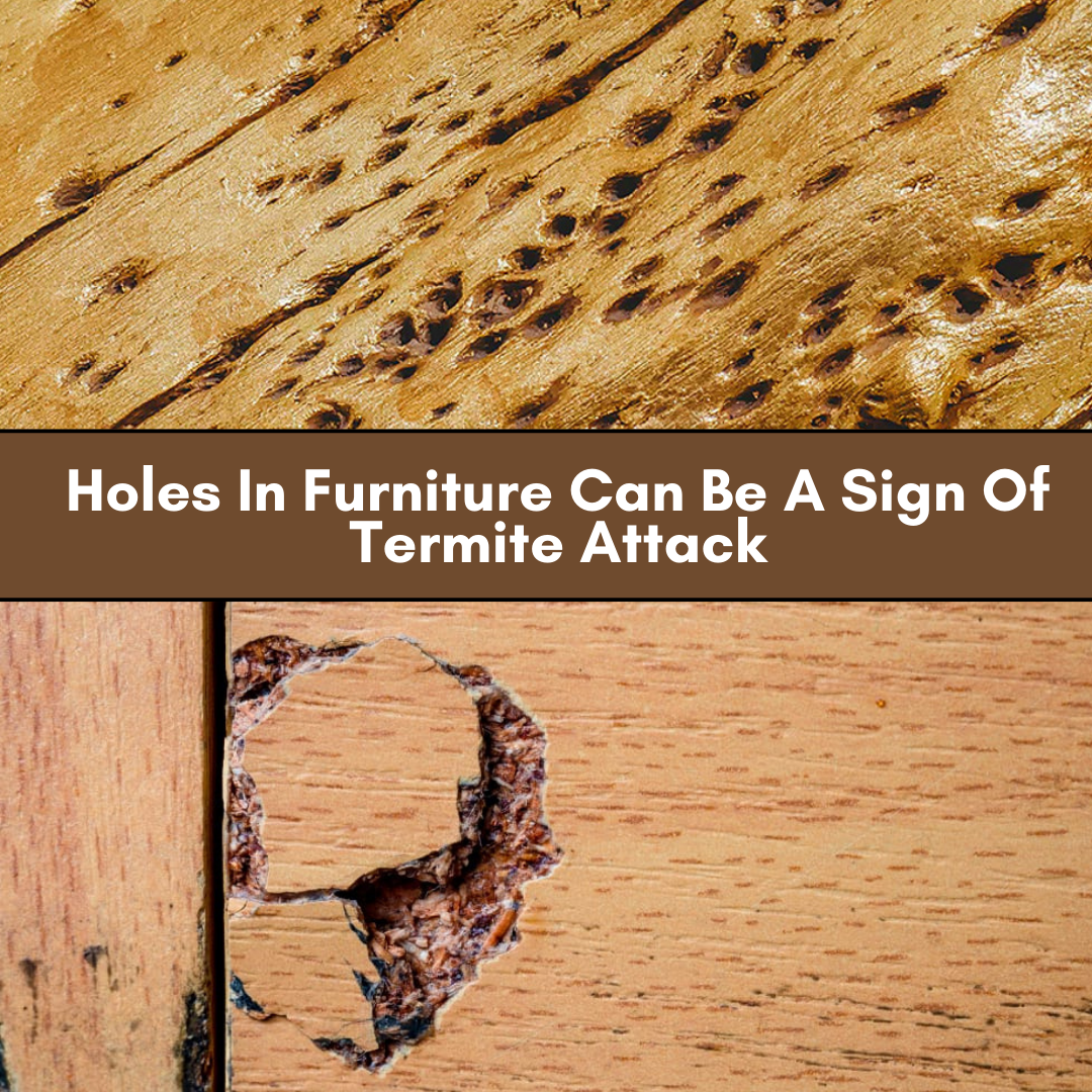 Early Stage Signs Of Termites In Furniture